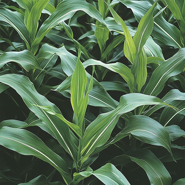 Cereals watsnex-polawix-fertilisant-ecologique-culture-cereales