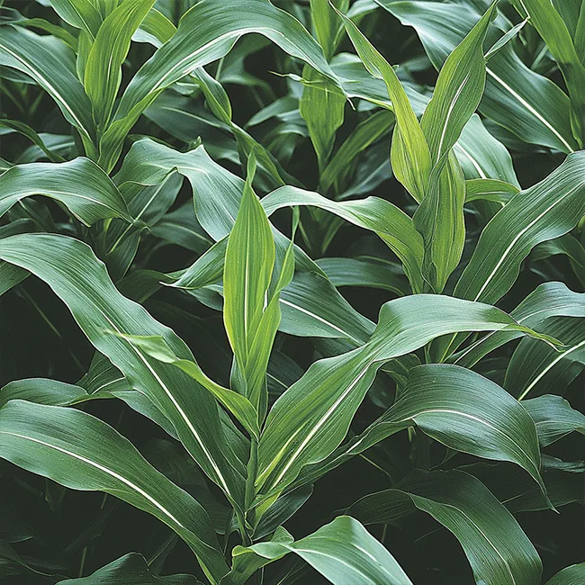 watsnex-polawix-fertilisant-ecologique-culture-cereales