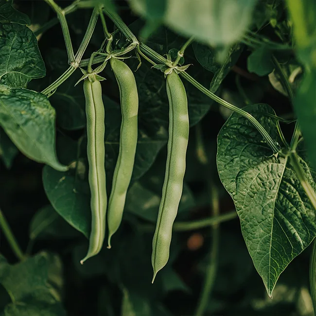 watsnex-polawix-fertilisant-ecologique-culture-legumineuses
