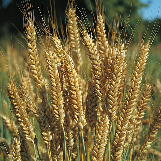 Cover Crops watsnex-polawix-fertilisant-ecologique-culture-trefle-et-seigle