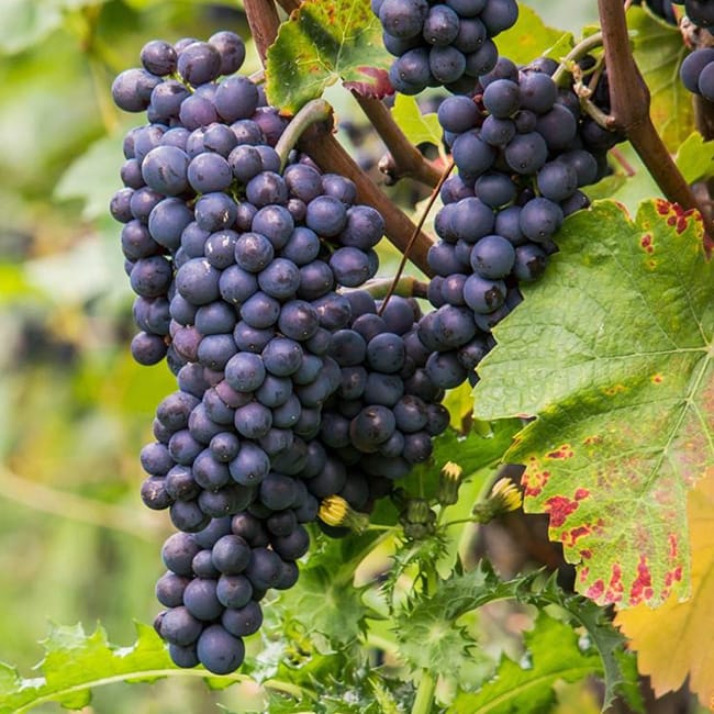 Perennial Plants watsnex-polawix-fertilisant-ecologique-culture-vignes