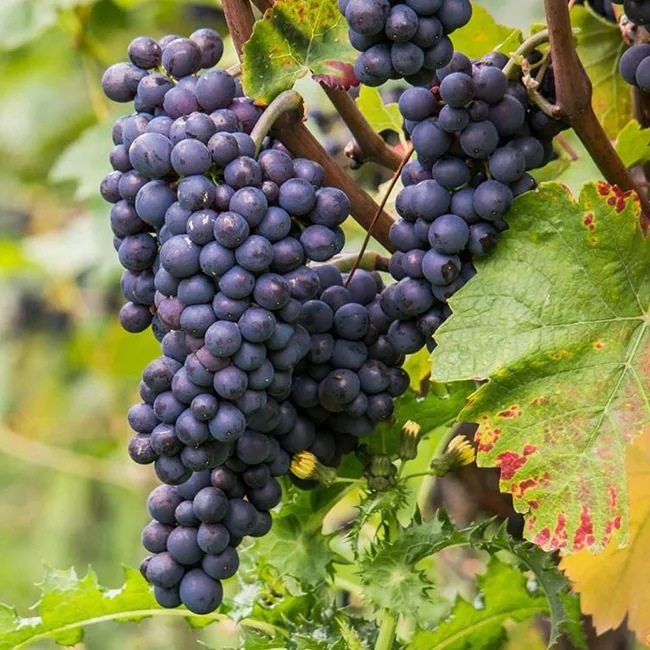 watsnex-polawix-fertilisant-ecologique-culture-vignes