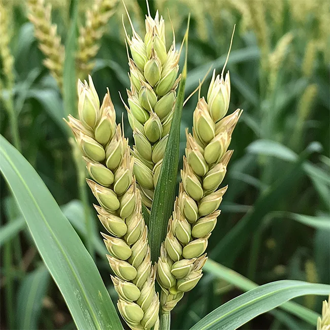 Céréales watsnex-produit-w-pga-oxygenation-eau-culture-cereales