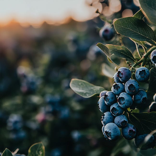 watsnex-produit-w-pga-oxygenation-eau-culture-fruits-et-baies