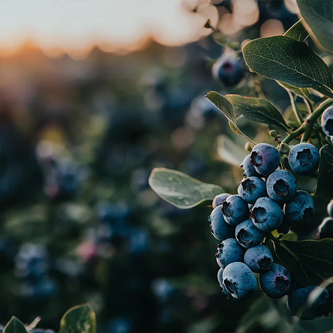 Fruits et baies watsnex-produit-w-pga-oxygenation-eau-culture-fruits-et-baies